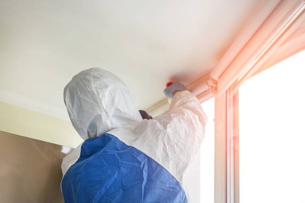 Best Mold Damage Restoration  in Los Ranchos De Albuquerque, NM